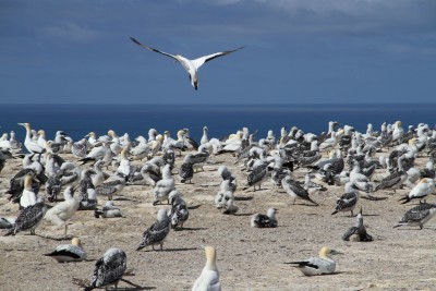 kolonie terejů na konci mysu