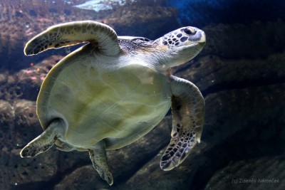 želvička v CretAquarium
