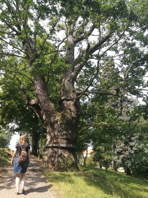 Vzácný strom na cestě ke Sv. Hoře